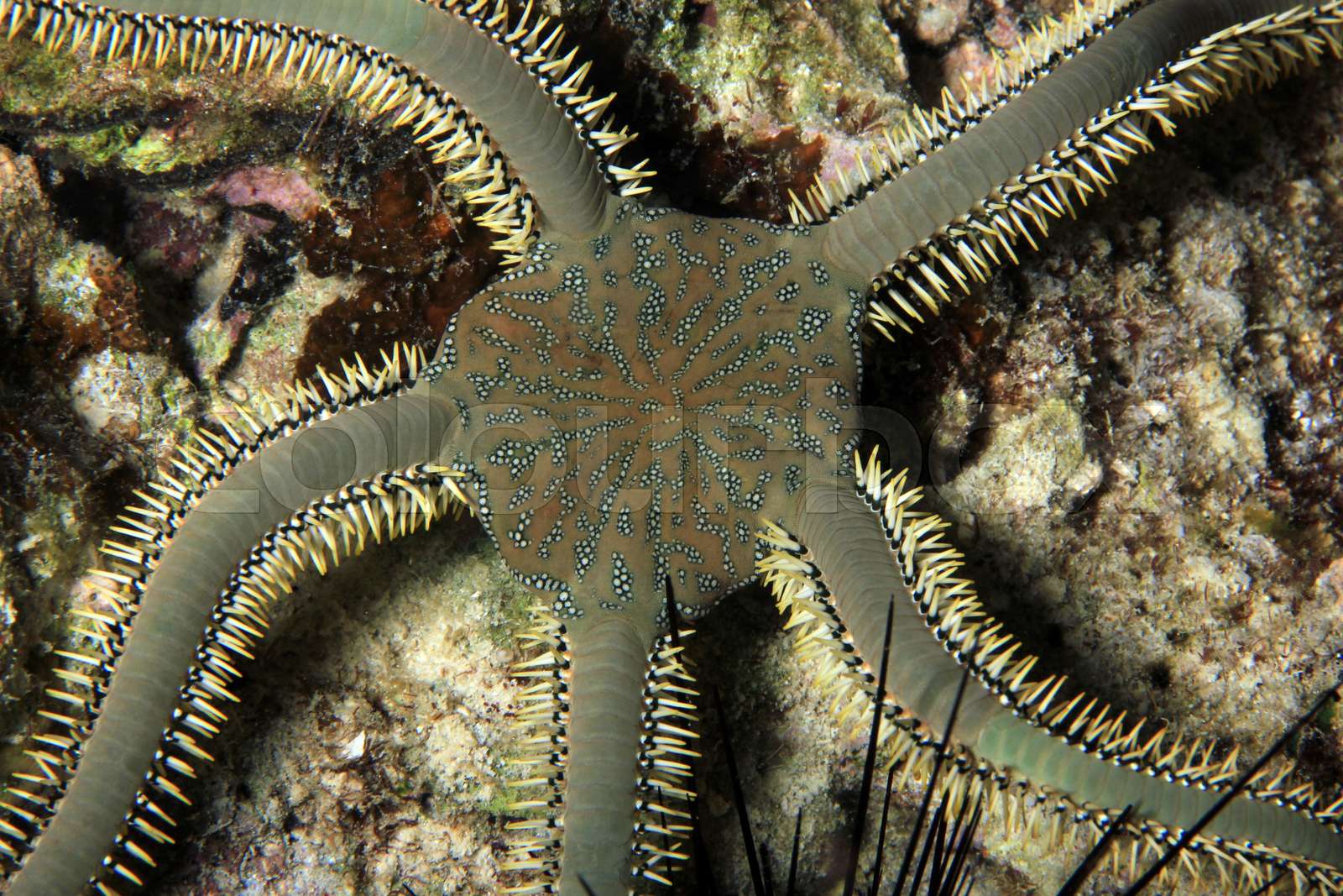 Brittle Star Stock image Colourbox
