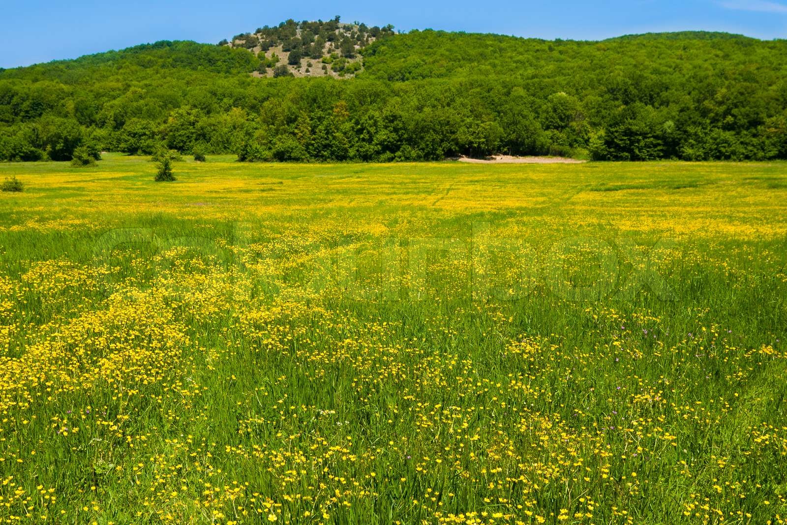 Meadow | Stock image | Colourbox