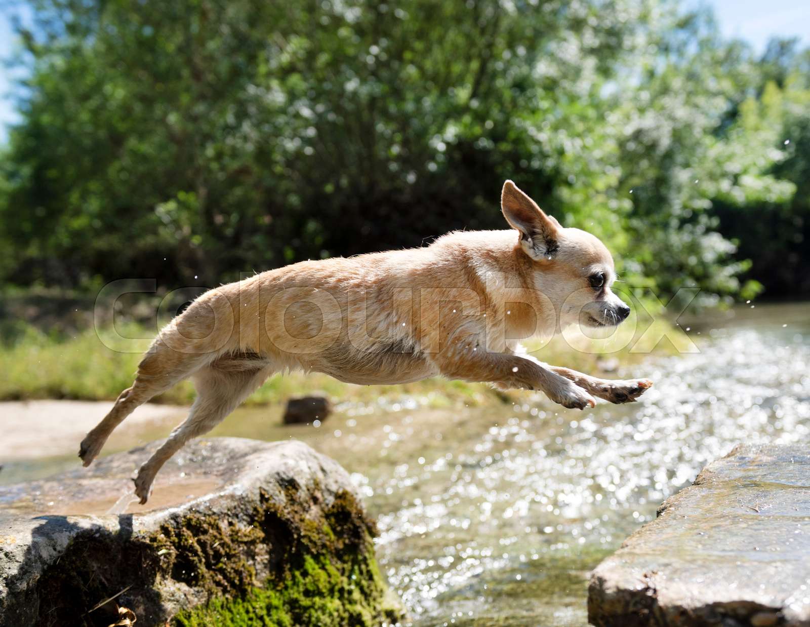 Do Chihuahuas Jump
