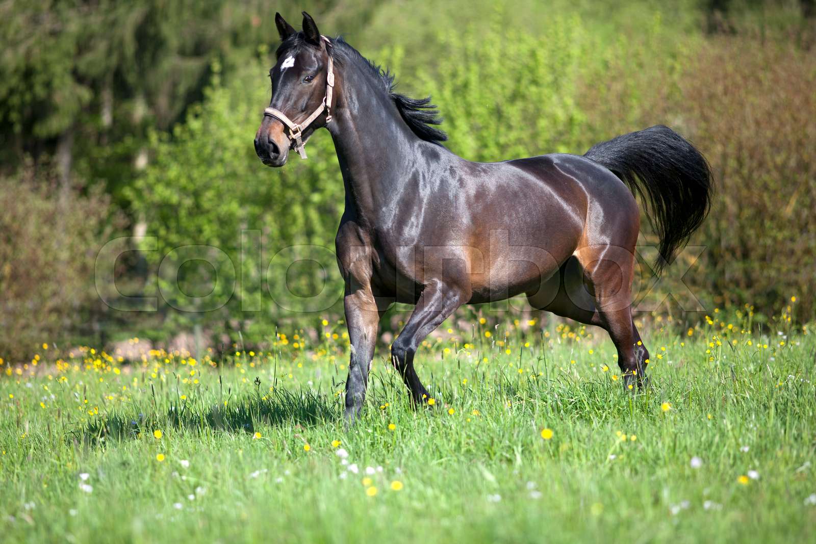Pferd galoppiert frei auf der Wiese Stock Bild Colourbox Pferd galoppiert frei auf der Wiese Stock Bild Colourbox