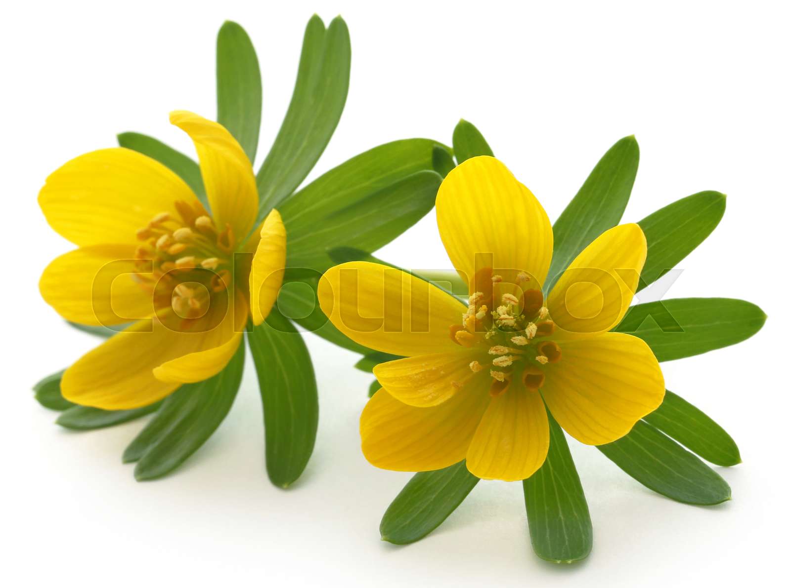 Eranthis hyemalis | Stock image | Colourbox