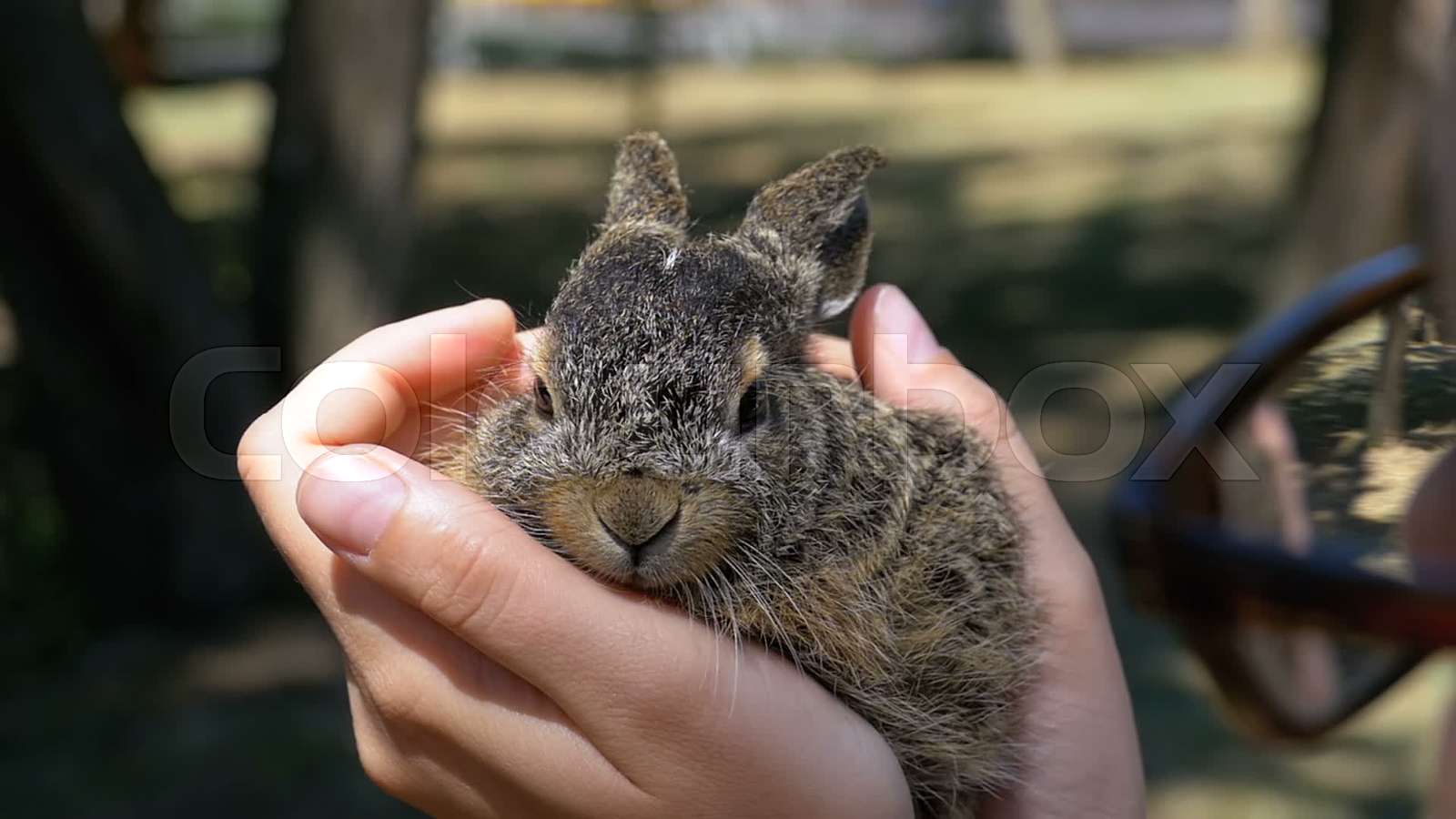 Girl is Holding a Small Wild Fluffy Baby Bunny. Little Bunny in the
