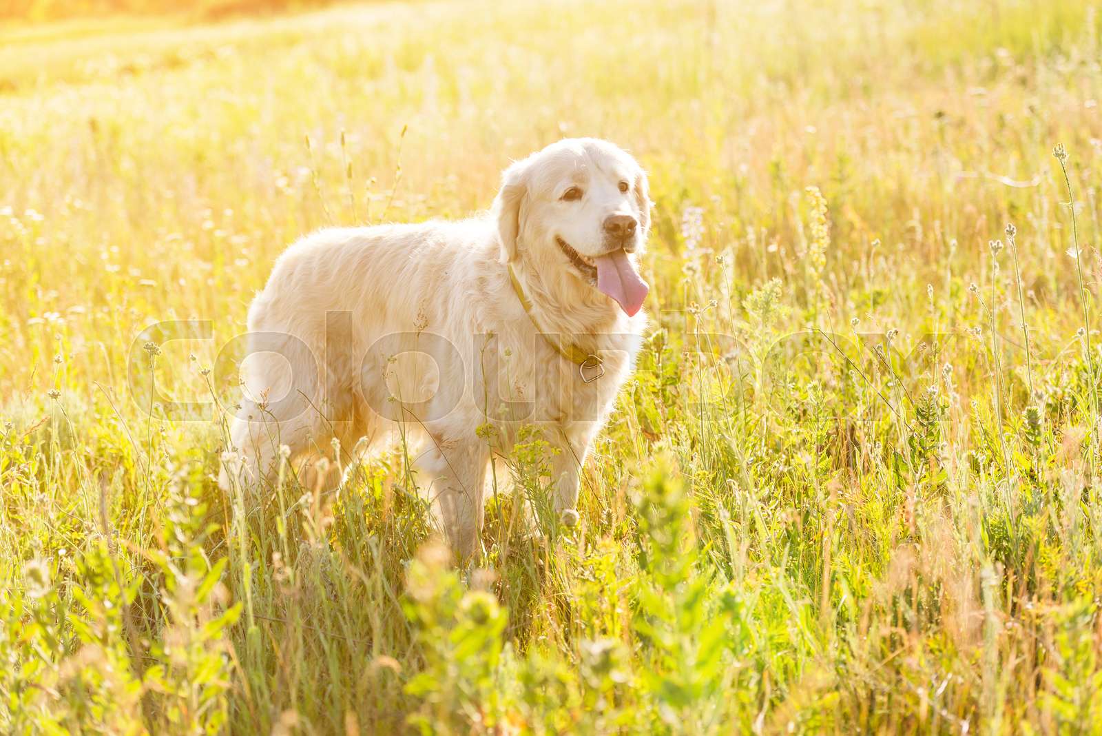 golden retriever meadow Stock image Colourbox
