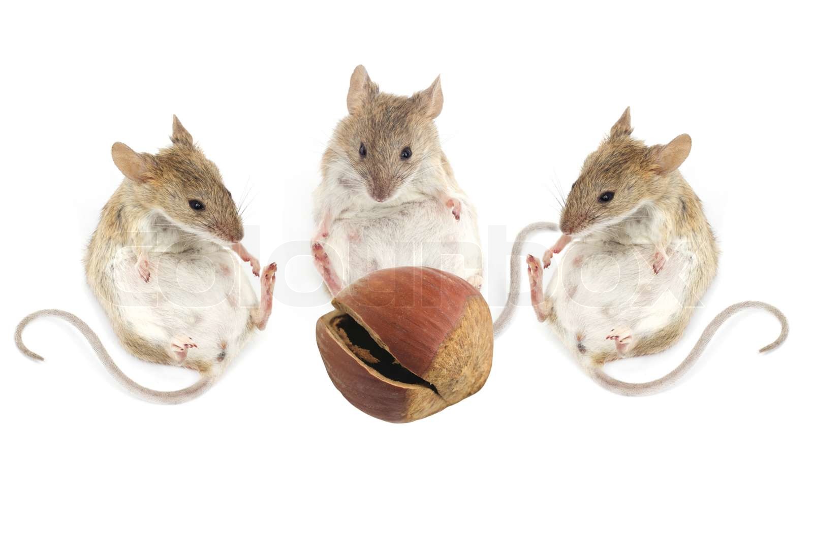 drei Maus sitzen und schauen Sie sich die Haselnüsse auf einem weißen
