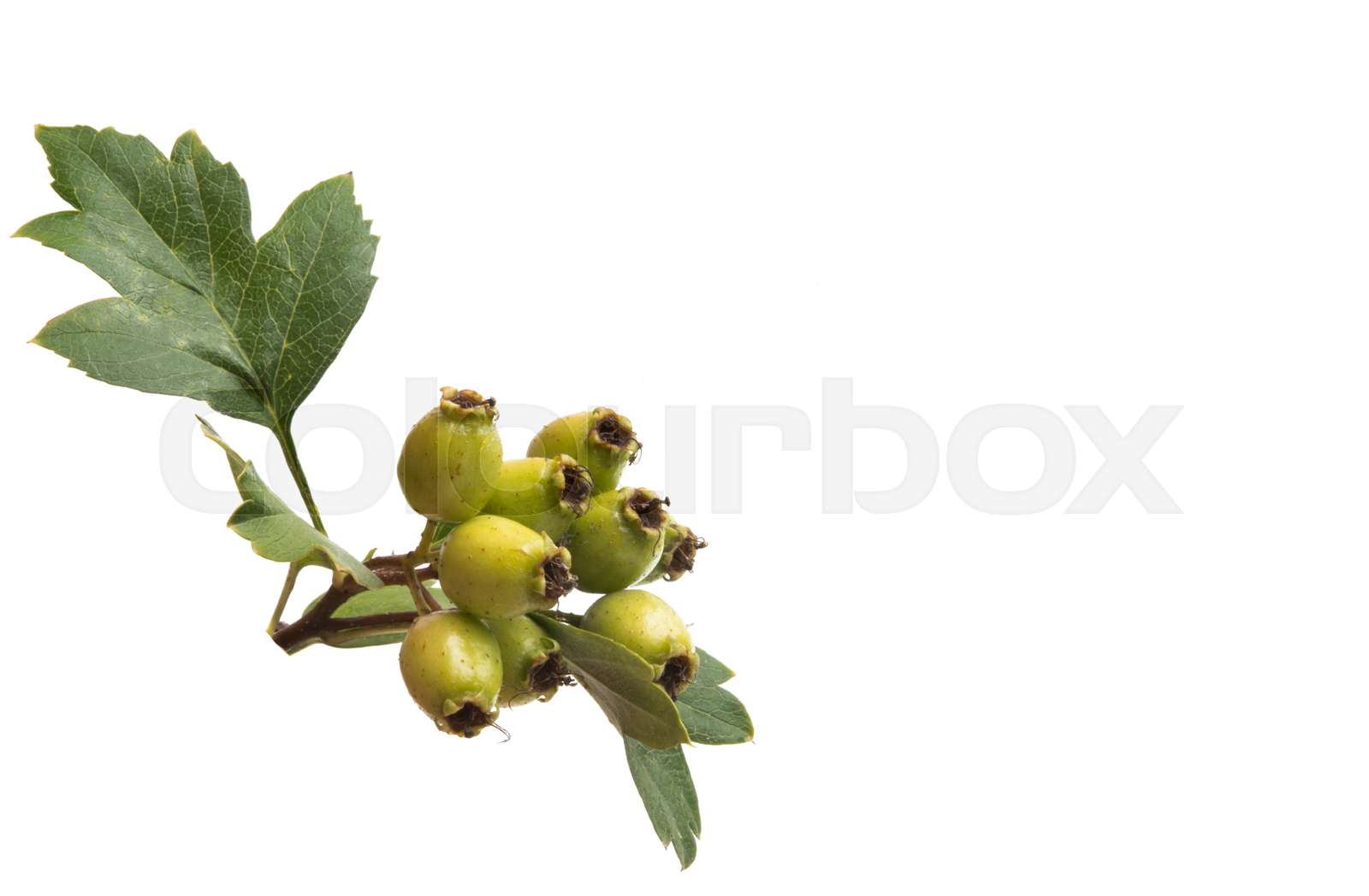 green hawthorn isolated | Stock image | Colourbox