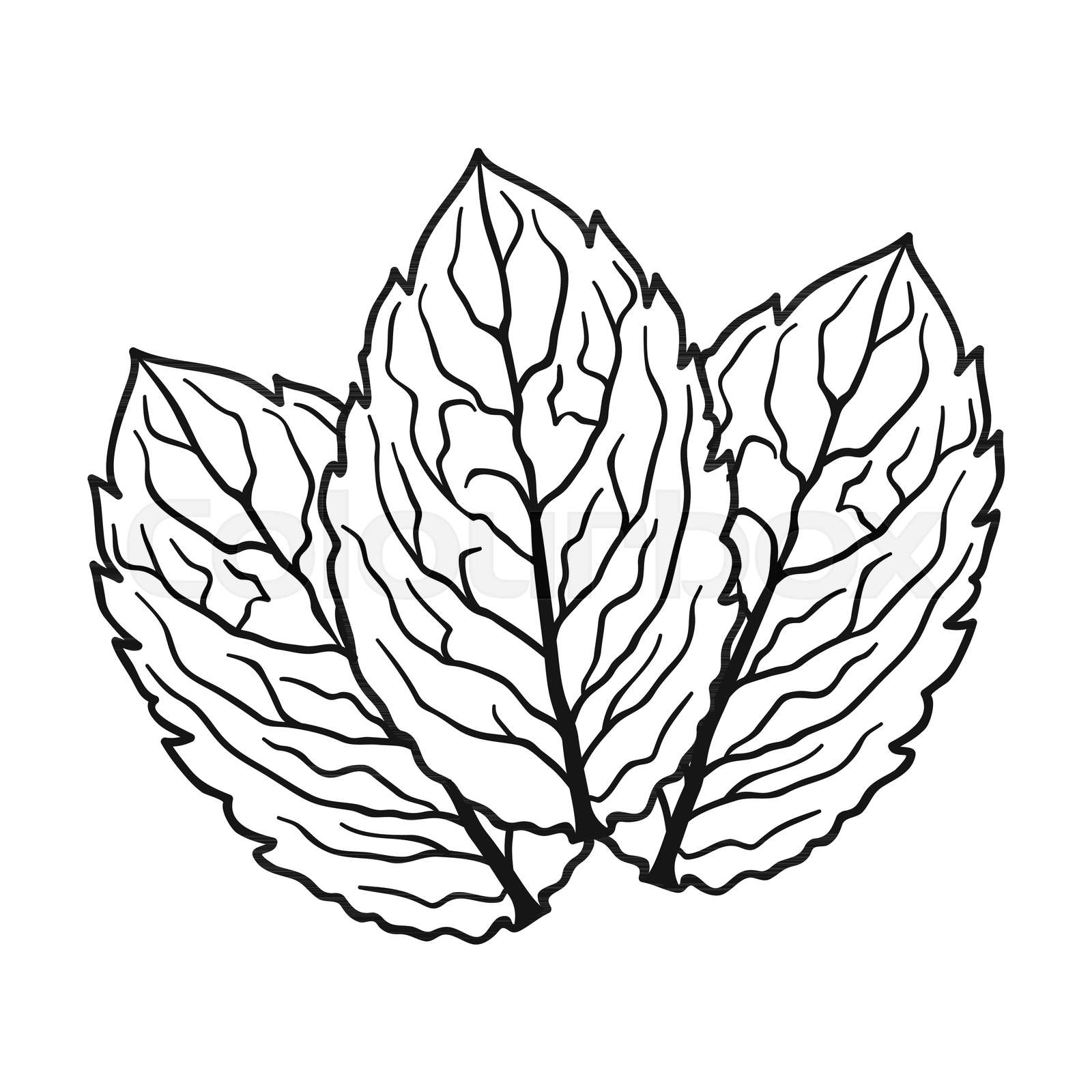 Mint icon in outline style isolated on white background. Herb an spices