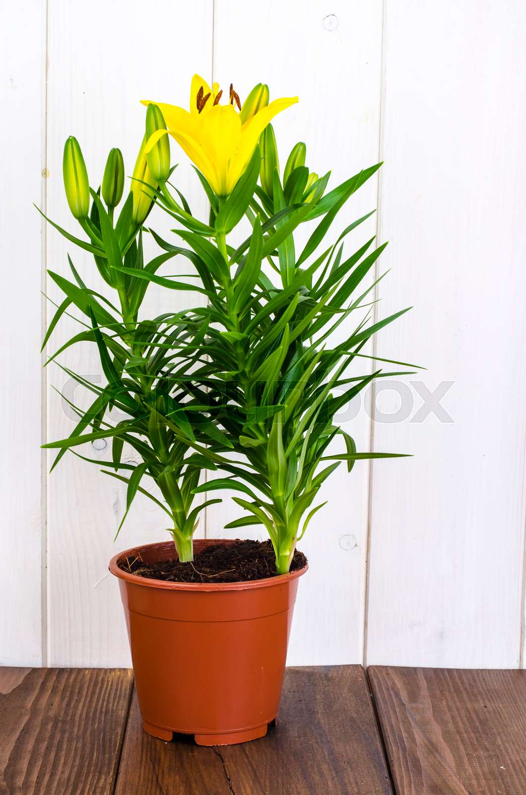 Growing of lilies in containers Stock image Colourbox