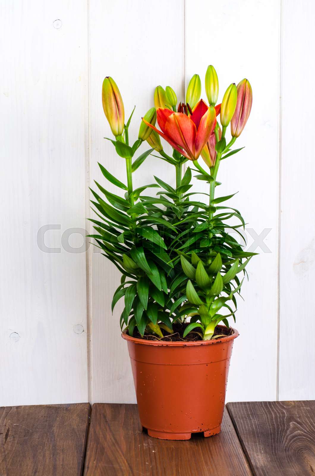 Growing of lilies in containers Stock image Colourbox