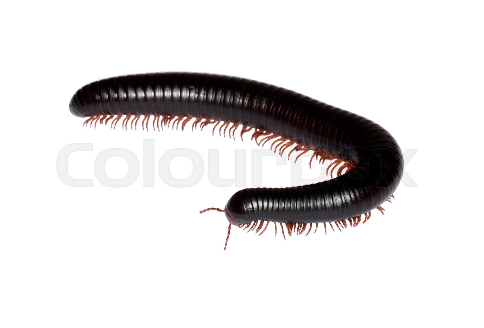 archispirostreptus gigas | Stock image | Colourbox