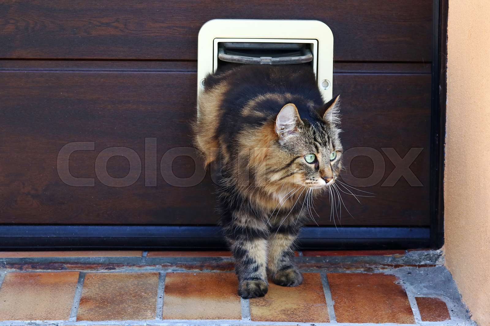 Eine Katze geht durch eine Katzenklappe. Norwegische Waldkatze vor einer Katzenklappe Stock