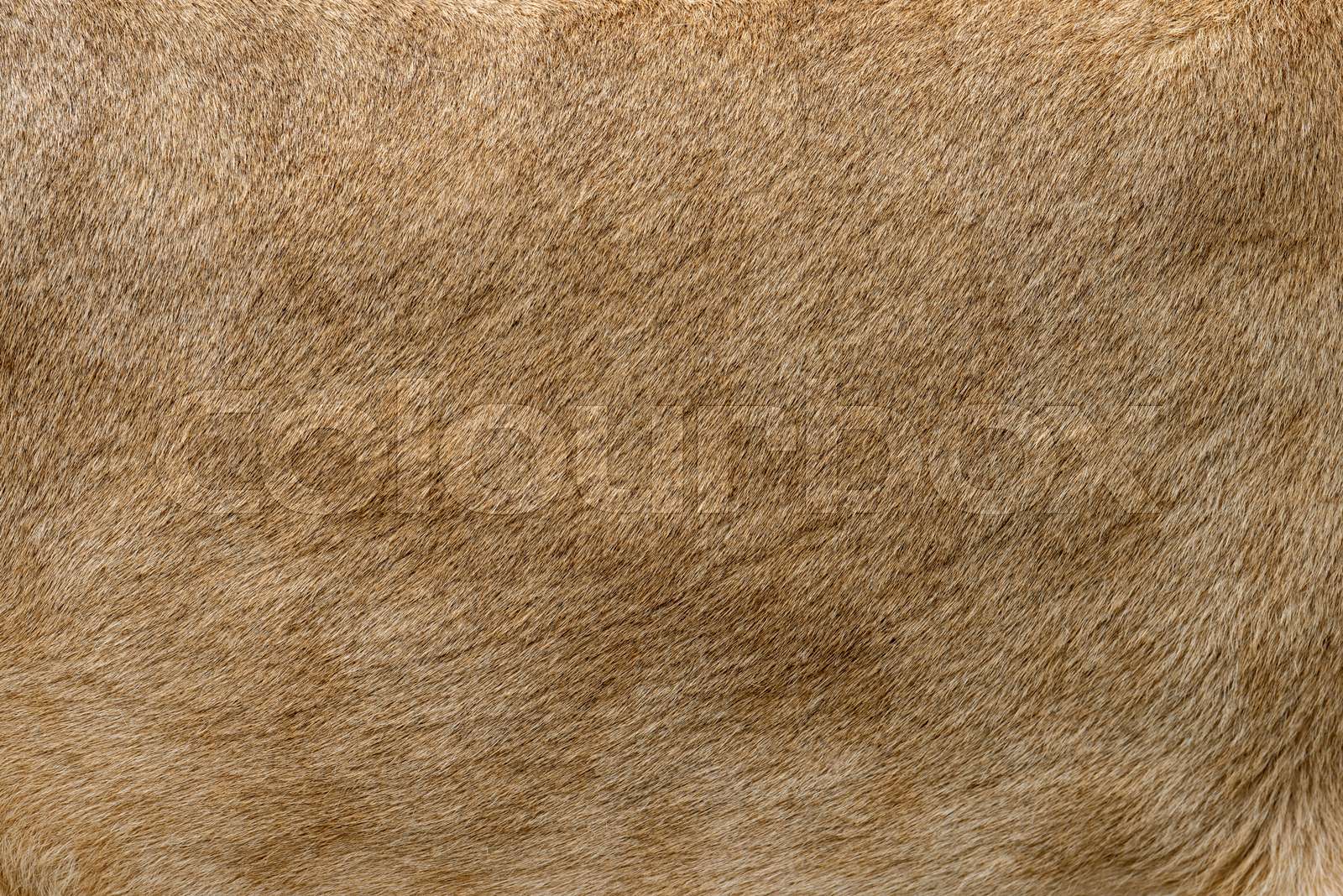 Closeup real lion fur texture Stock image Colourbox
