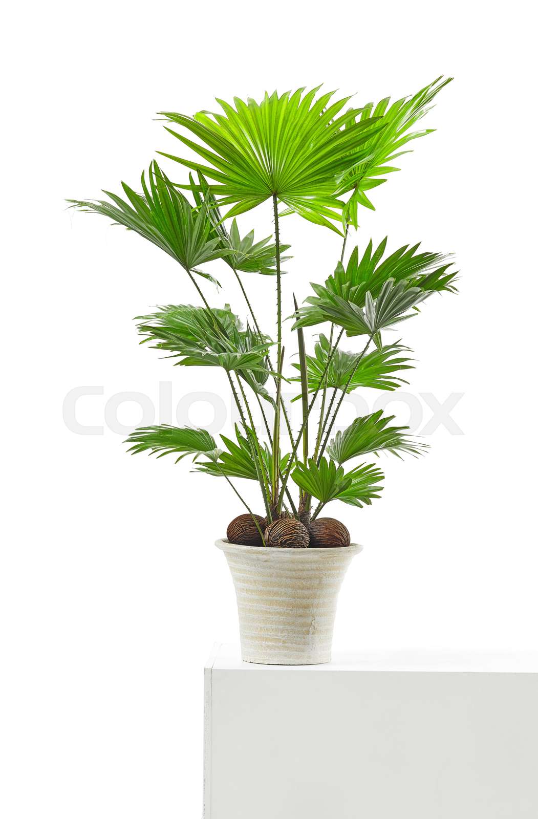 pflanzen, palme, innen Stock Bild Colourbox