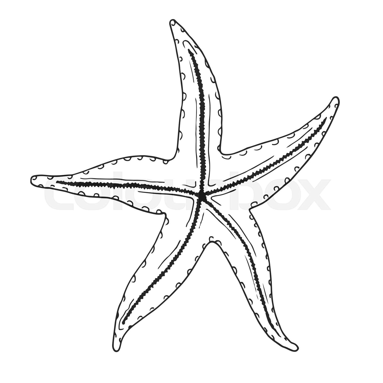 Images Of A Starfish To Colour In