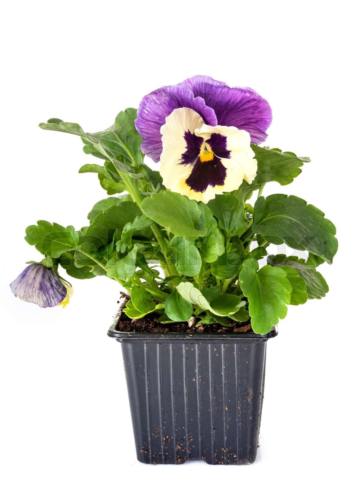 viola plant in studio Stock image Colourbox