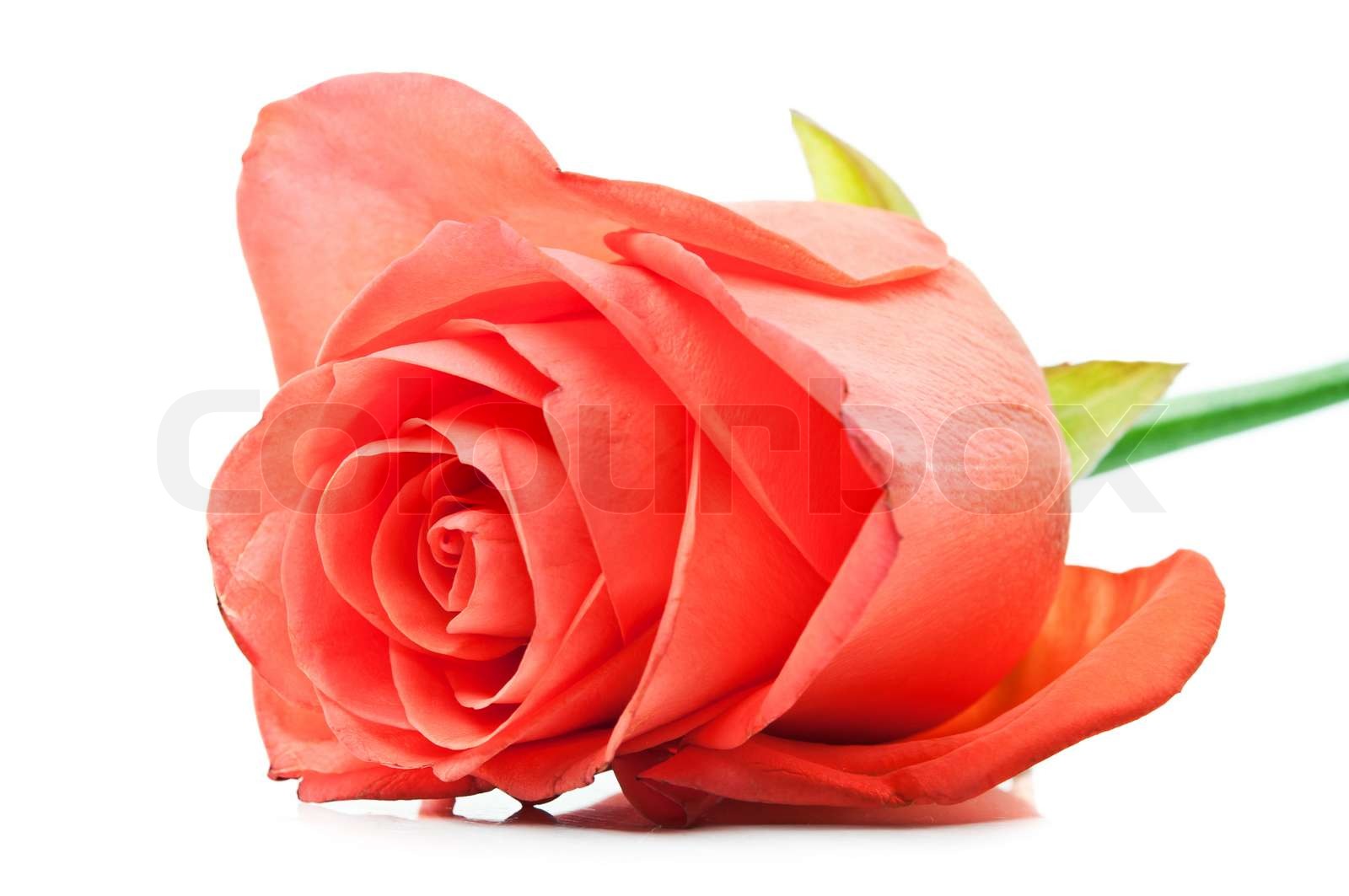 one red flower | Stock image | Colourbox