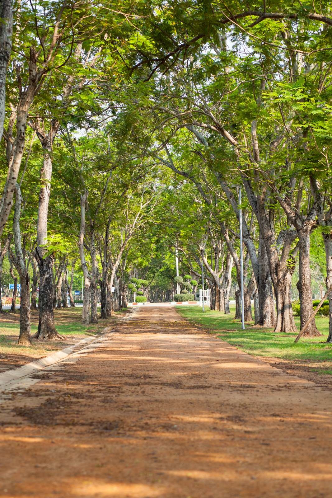 Der Baum Stock Bild Colourbox