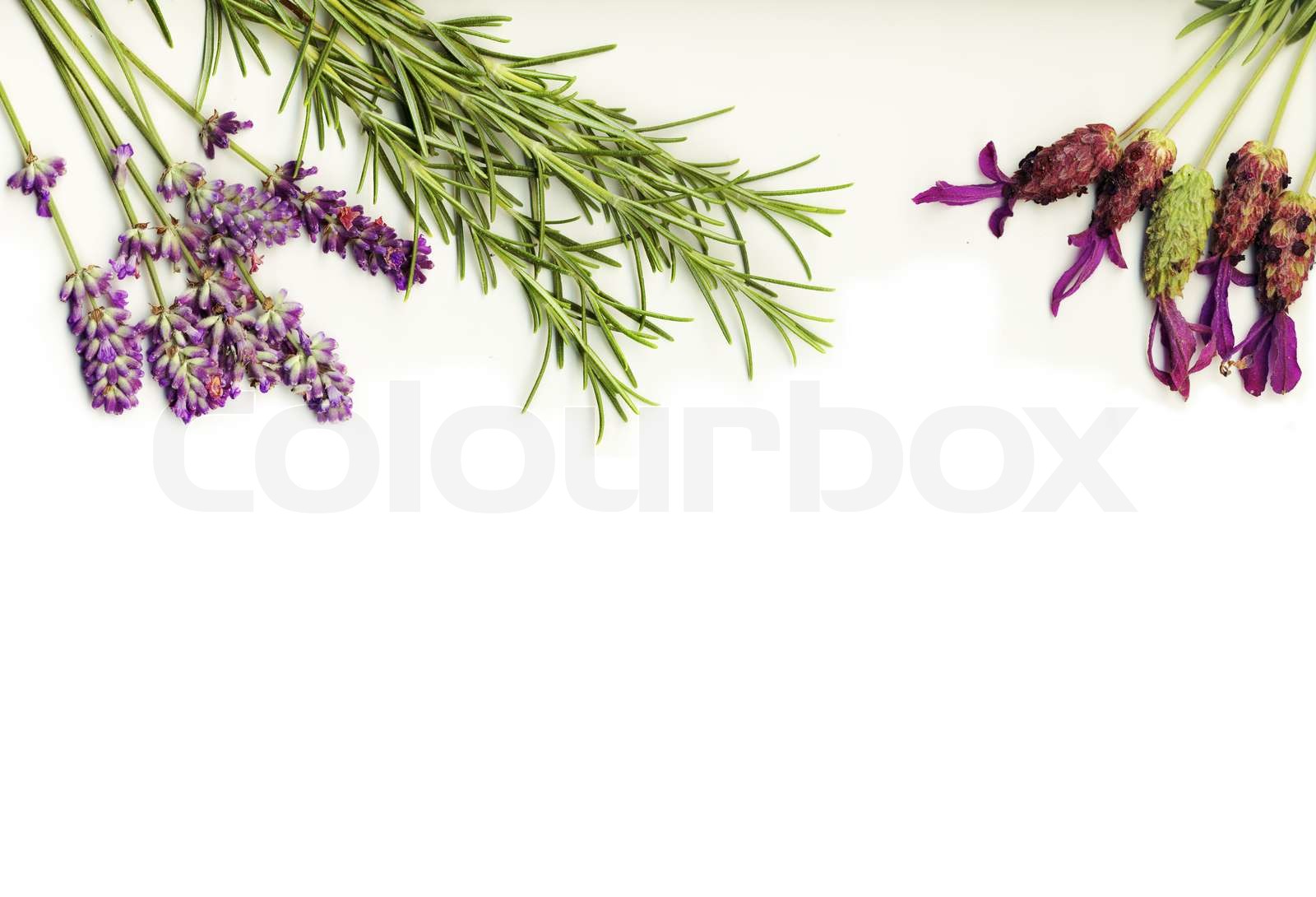 Heilkräuter Lavendel und Rosmarin auf einem weißen Hintergrund Stock