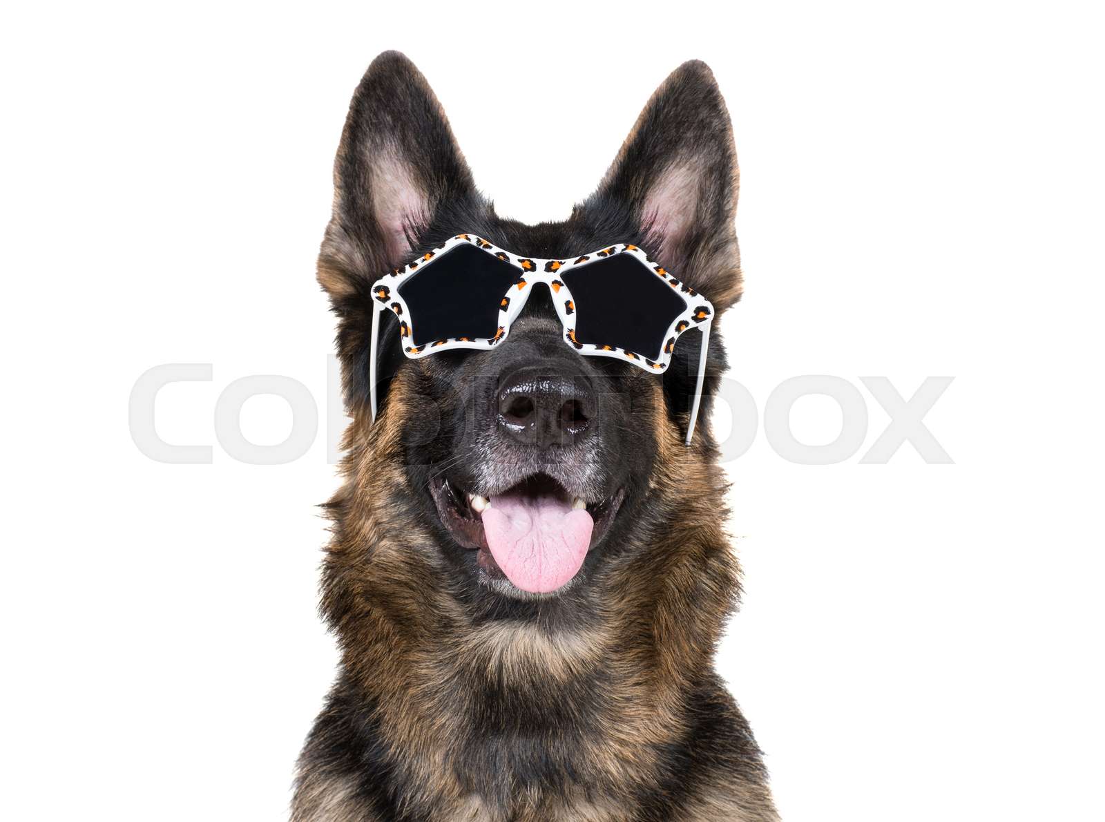 german shepherd sunglasses
