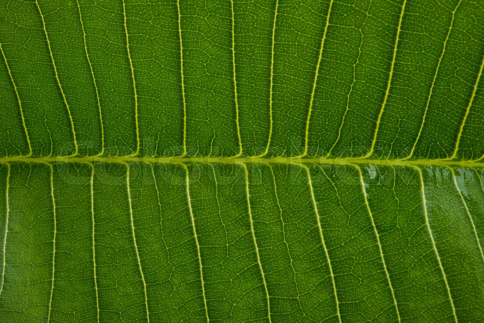 Frangipani Leaf Isolated Stock Image Colourbox