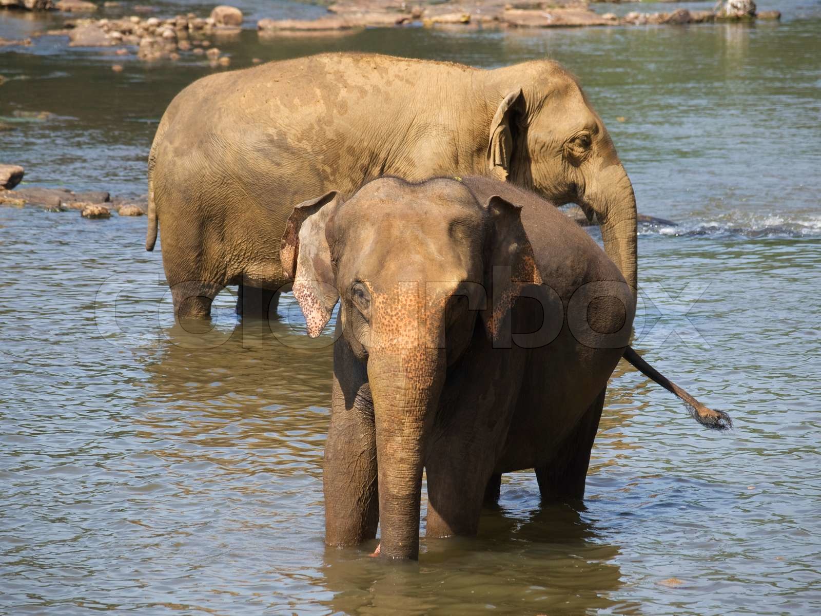 Elephants mit Bad Stock Bild Colourbox
