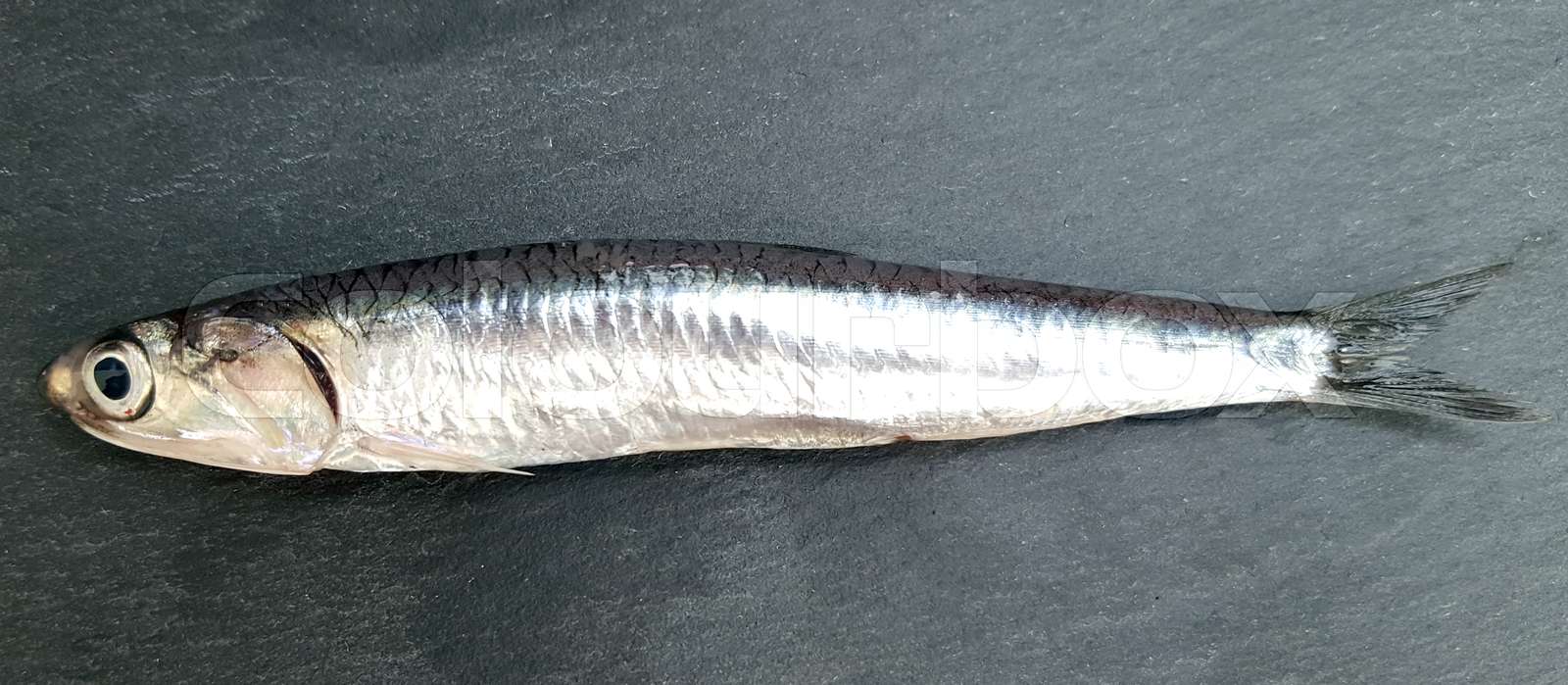 Sardine on dark stone Stock image Colourbox