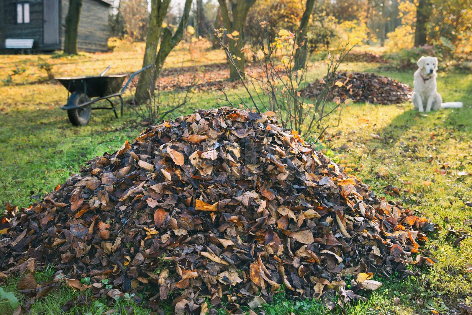 Pile of fallen leaves in a yard. | Stock image | Colourbox