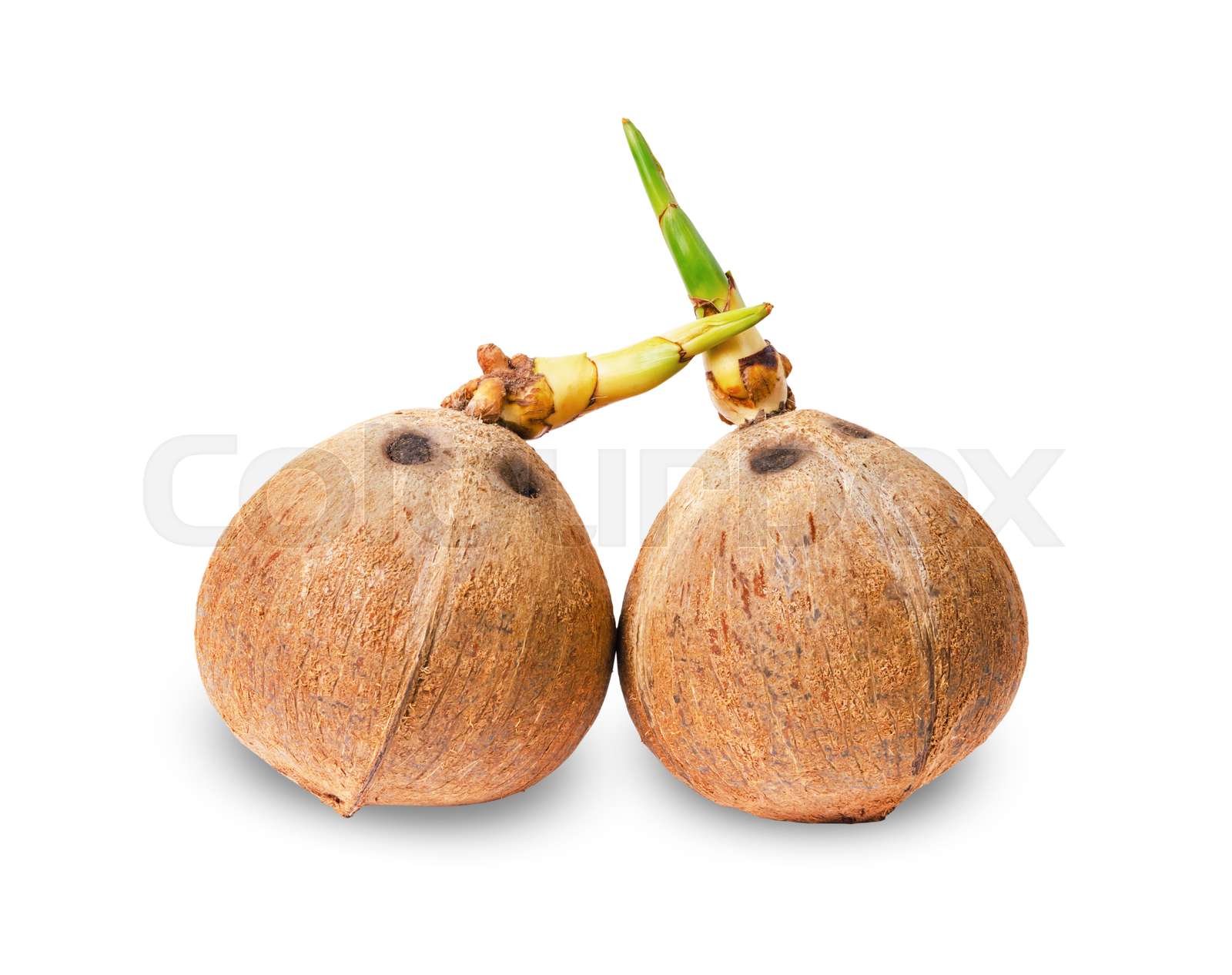 Coconuts with root, Tropical fruit. | Stock image | Colourbox