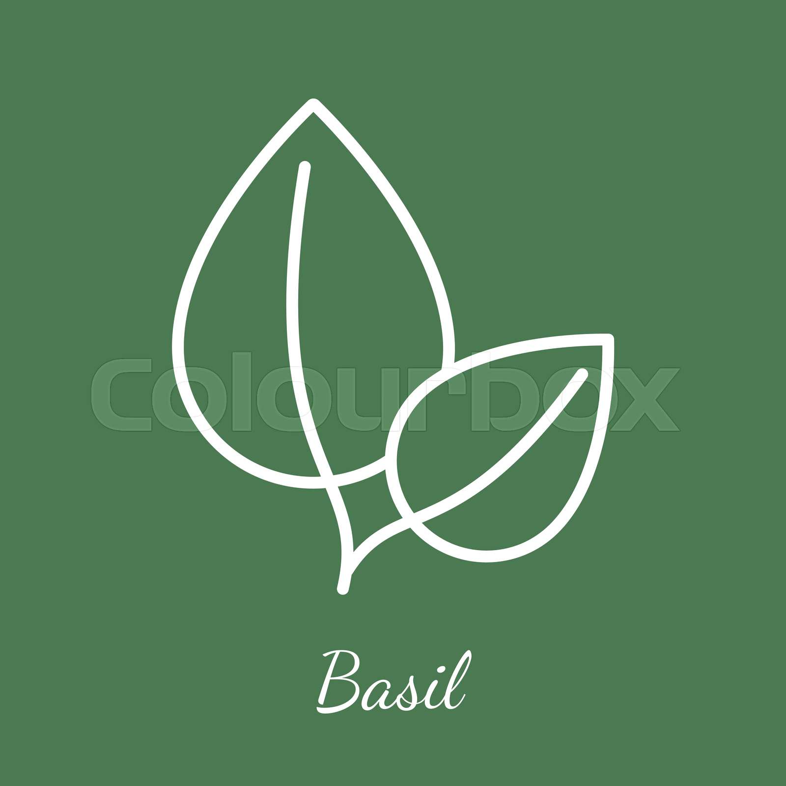 Basil leaves vector icon Stock vector Colourbox