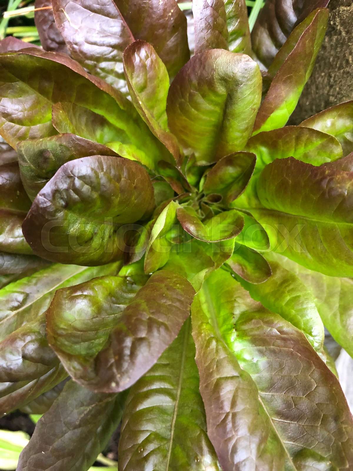 Red Buttercrunch Lettuce Stock image Colourbox