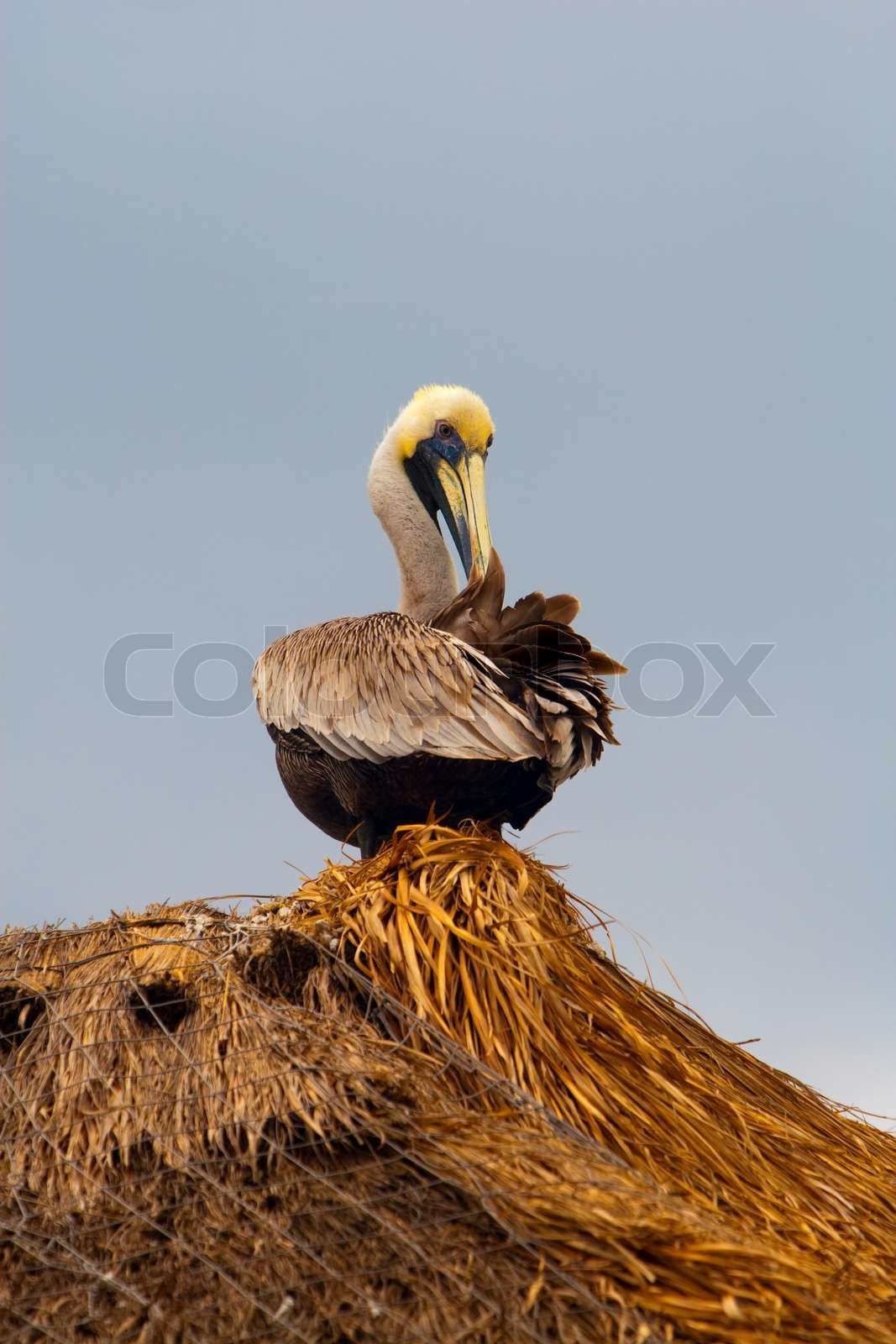 Pelikan | Stock Bild | Colourbox