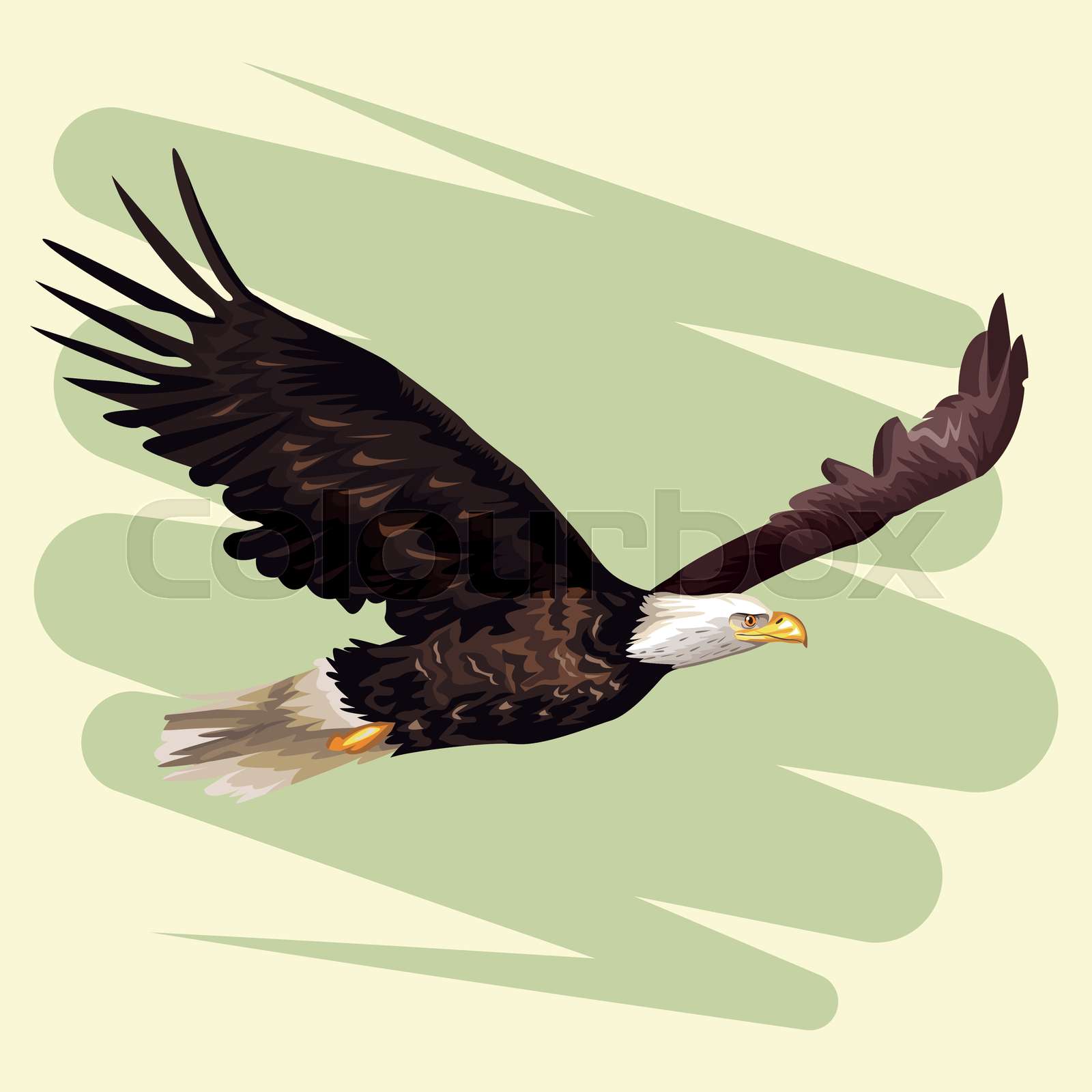 adler, abstrakt, hübsch StockVektor Colourbox