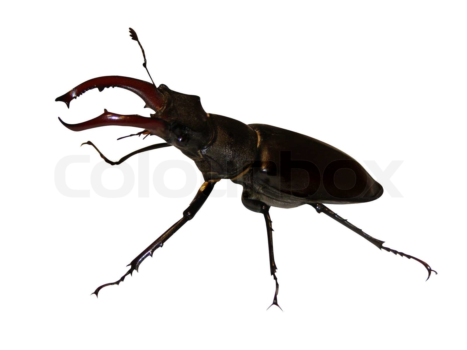 insekt, sort, hvid | Stock foto | Colourbox