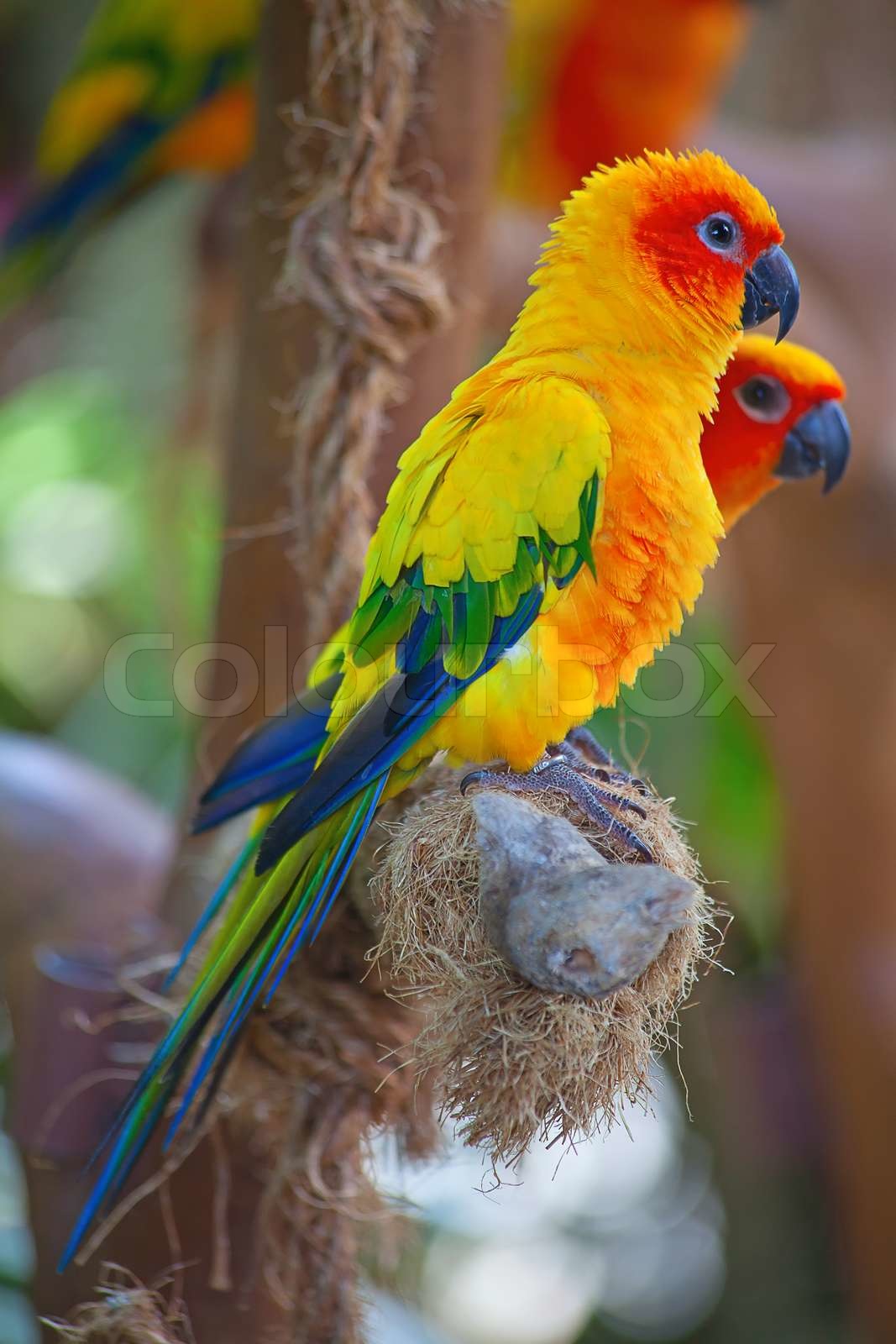 Aratinga Solstitialis Stock image Colourbox