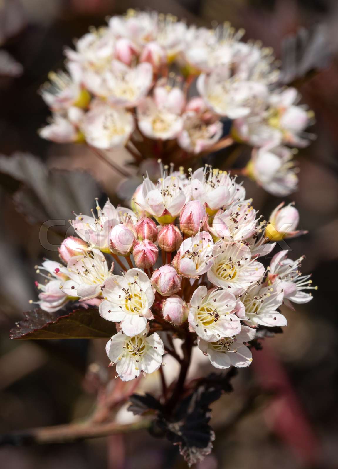 Common ninebark, Physocarpus opulifolius | Stock image | Colourbox