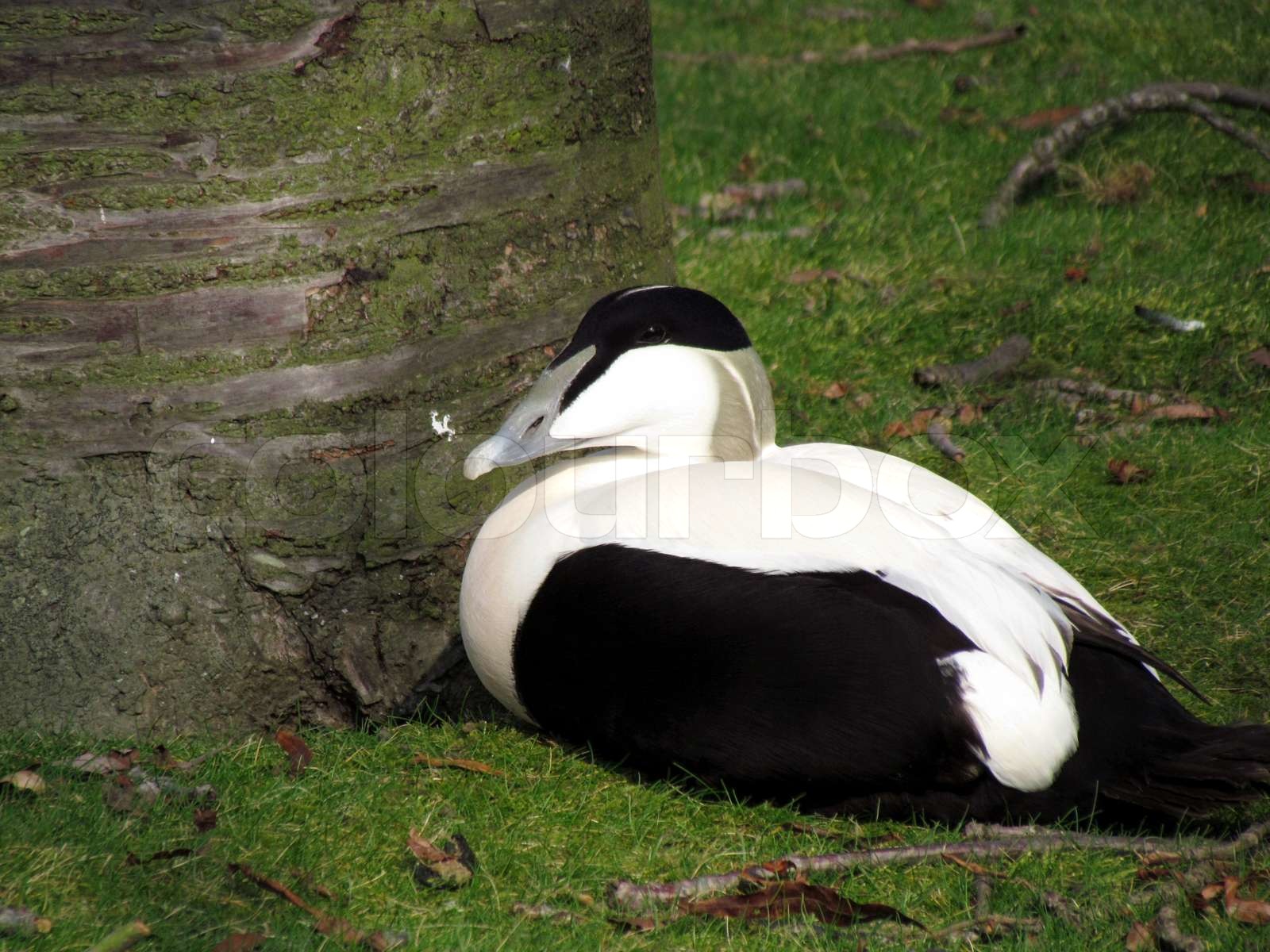 Common eider Stock image Colourbox