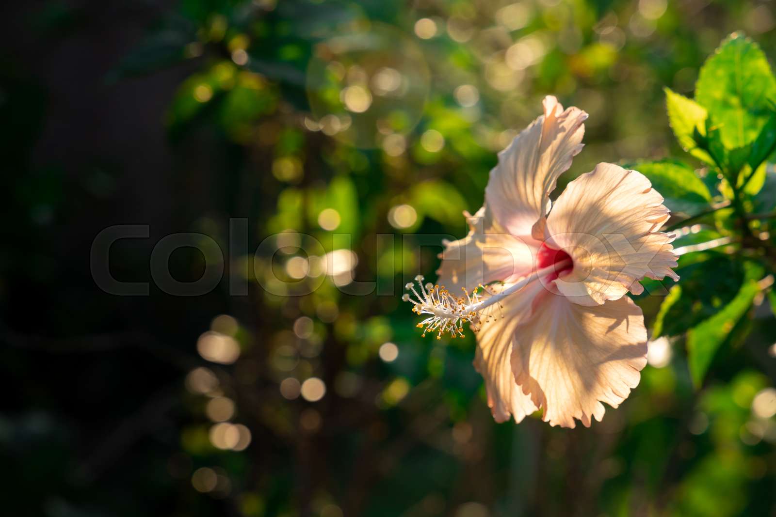 hibiskus, farbe, malvaceae Stock Bild Colourbox