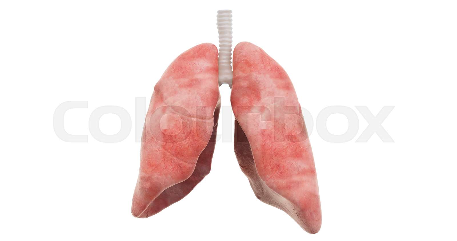 lunge, atmung, lungenentzündung | Stock Video | Colourbox