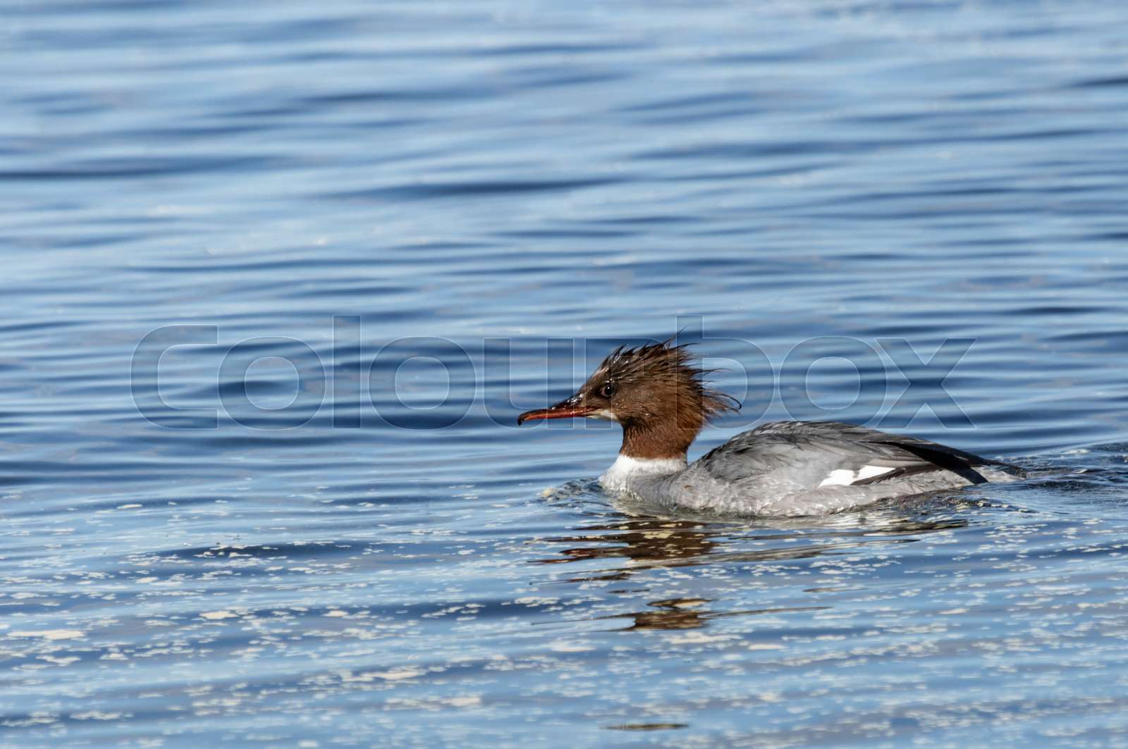 Common Merganser female Stock image Colourbox