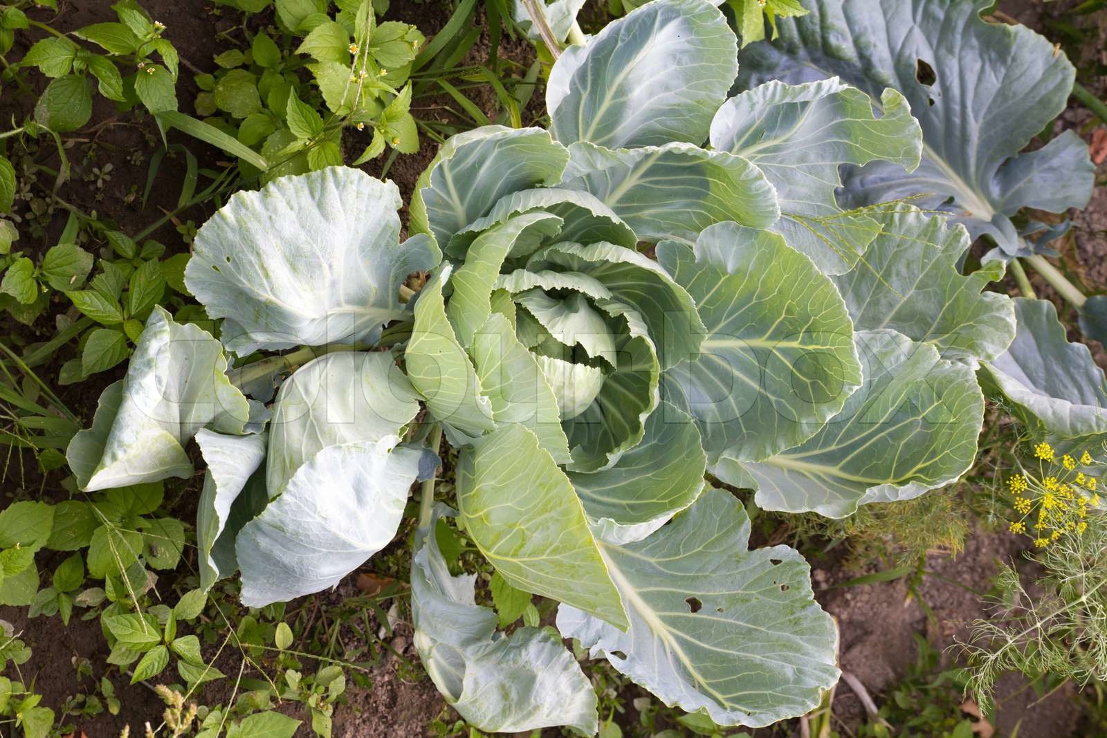 Kohl im Garten Stock Bild Colourbox