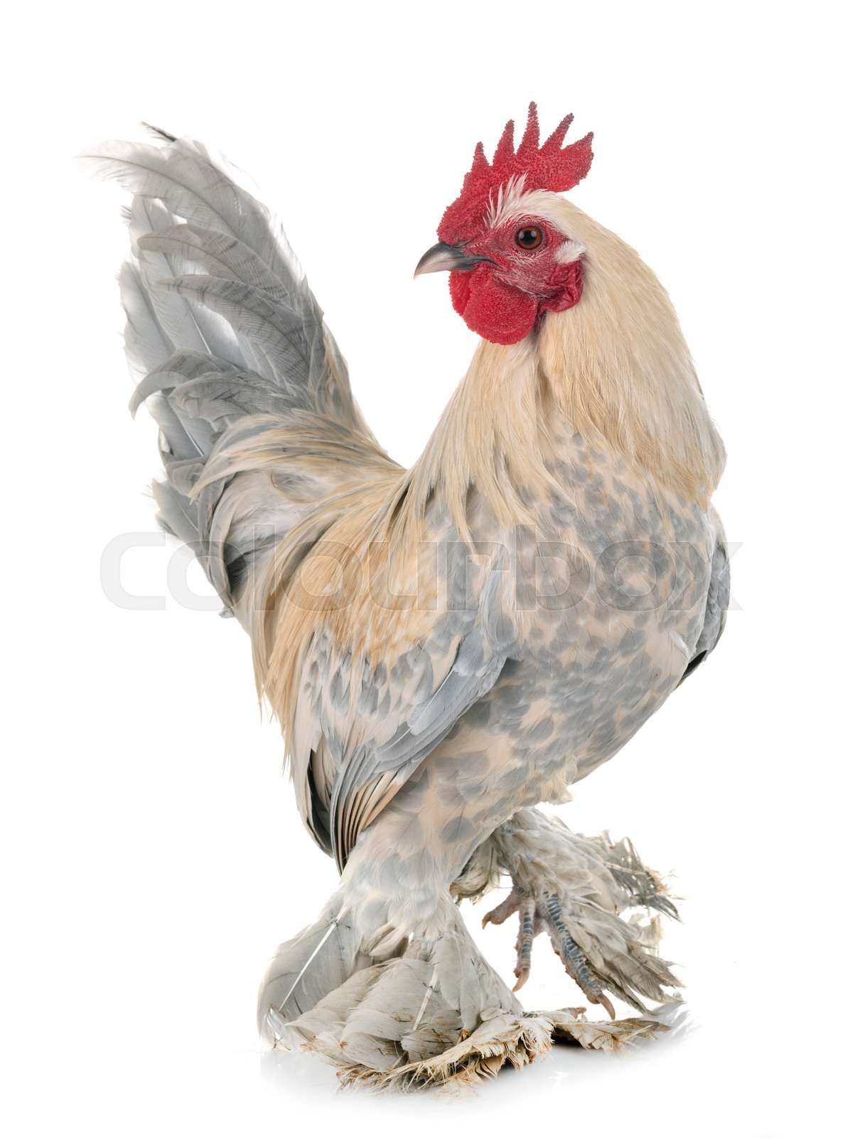 Dutch Booted Bantam Stock image Colourbox