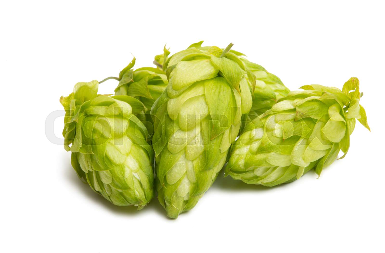 hop cones isolated Stock image Colourbox