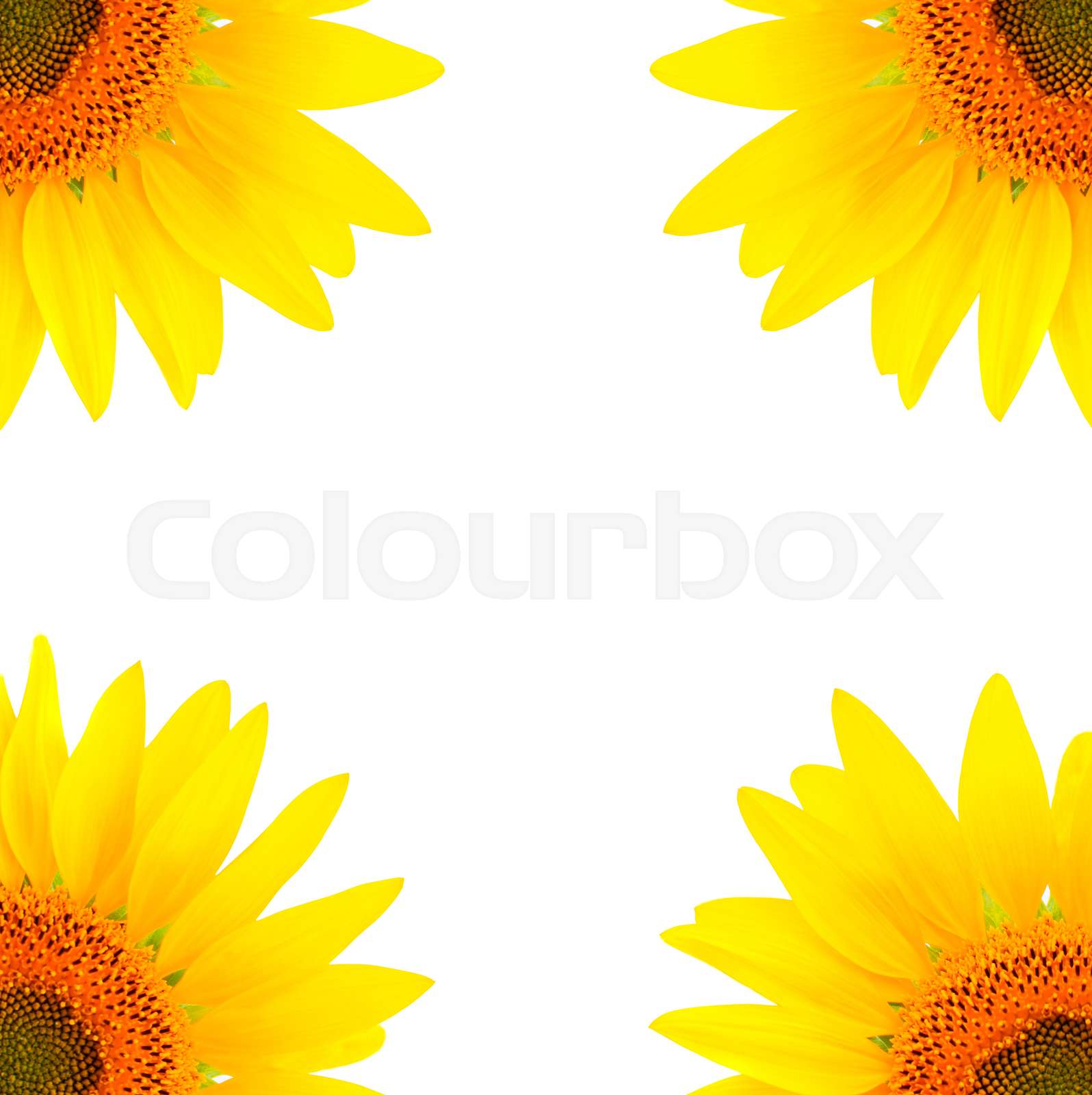 Blank white page decorated with sunflowers stock image colourbox