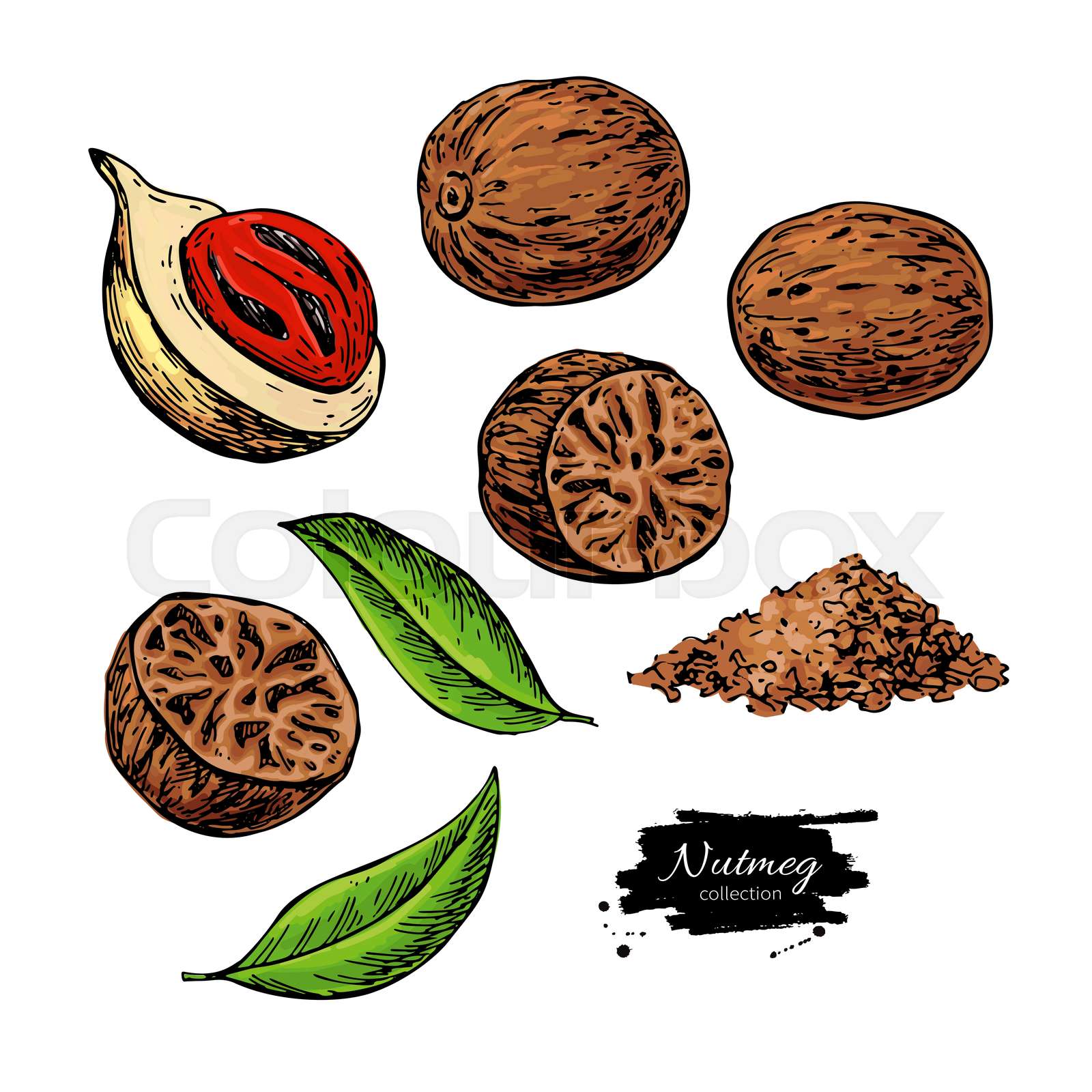 Nutmeg spice vector drawing. Ground seasoning nut sketch. Dried seeds and fresh mace fruits
