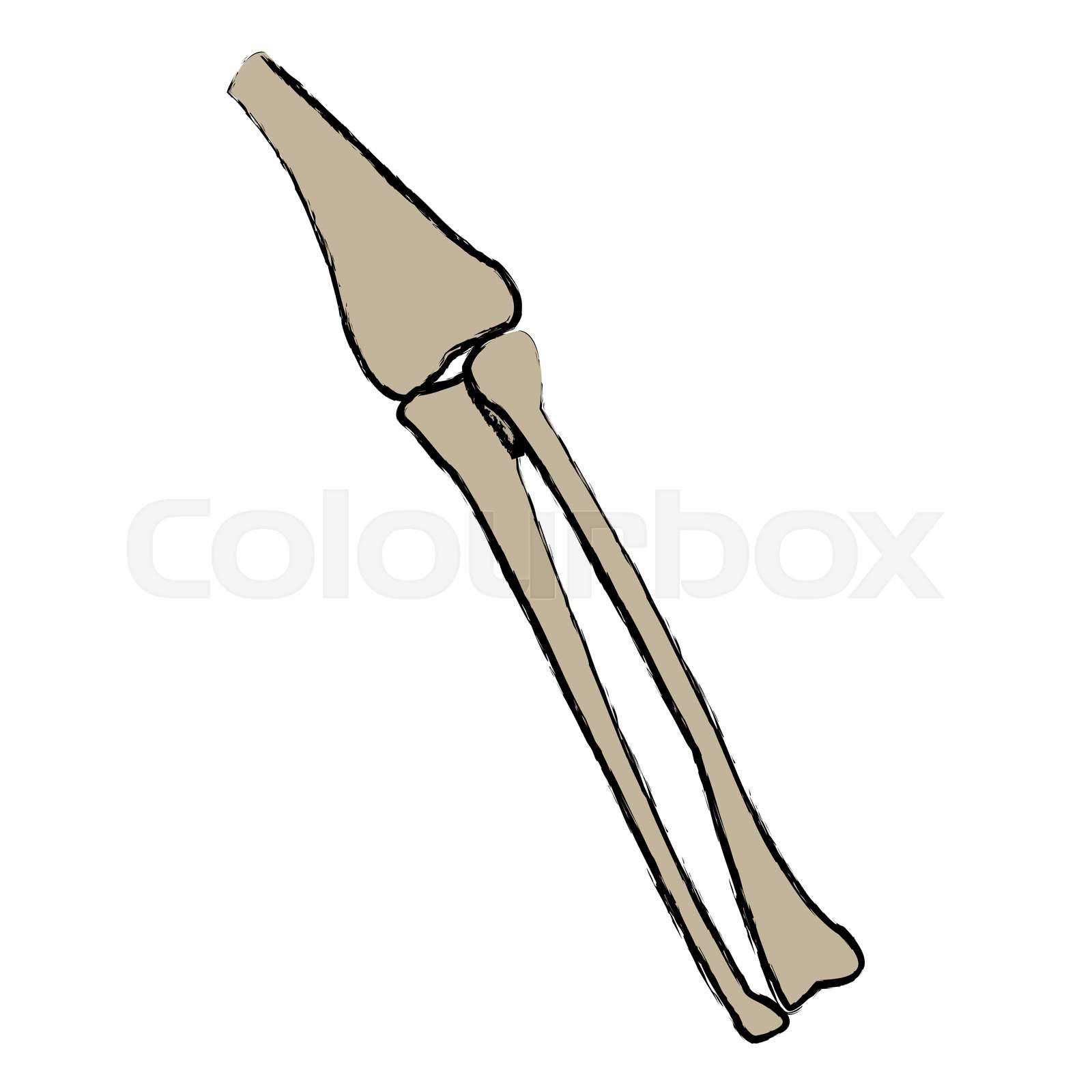 leg bones tibia and fibula anatomy human | Stock vector | Colourbox