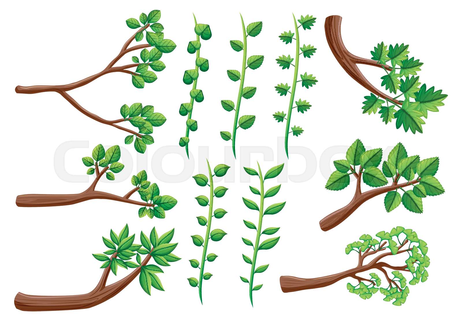 Different patterns of vine and branches Stock vector Colourbox