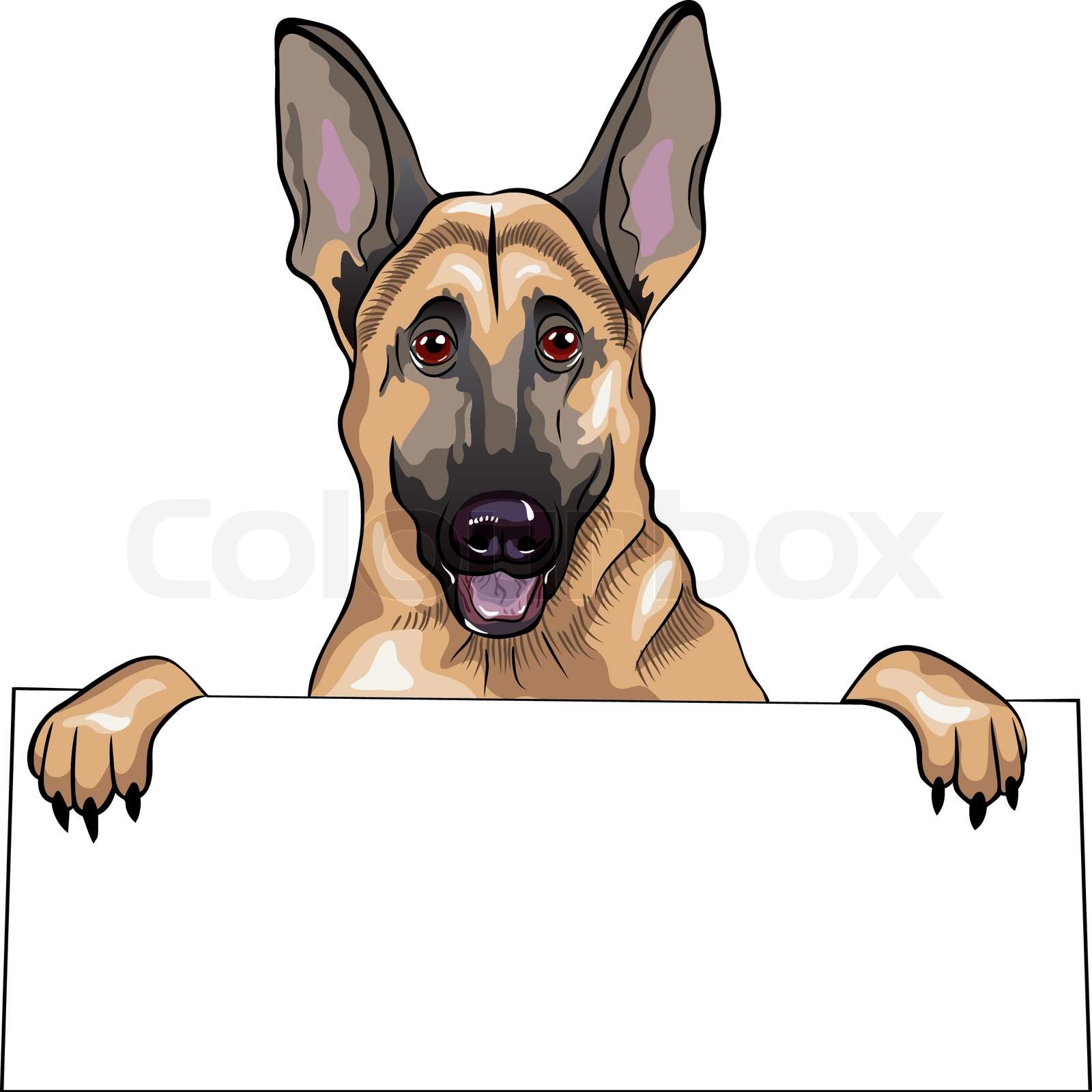 closeup Portrait eines Hundes Hunderassen Deutscher Schäferhund