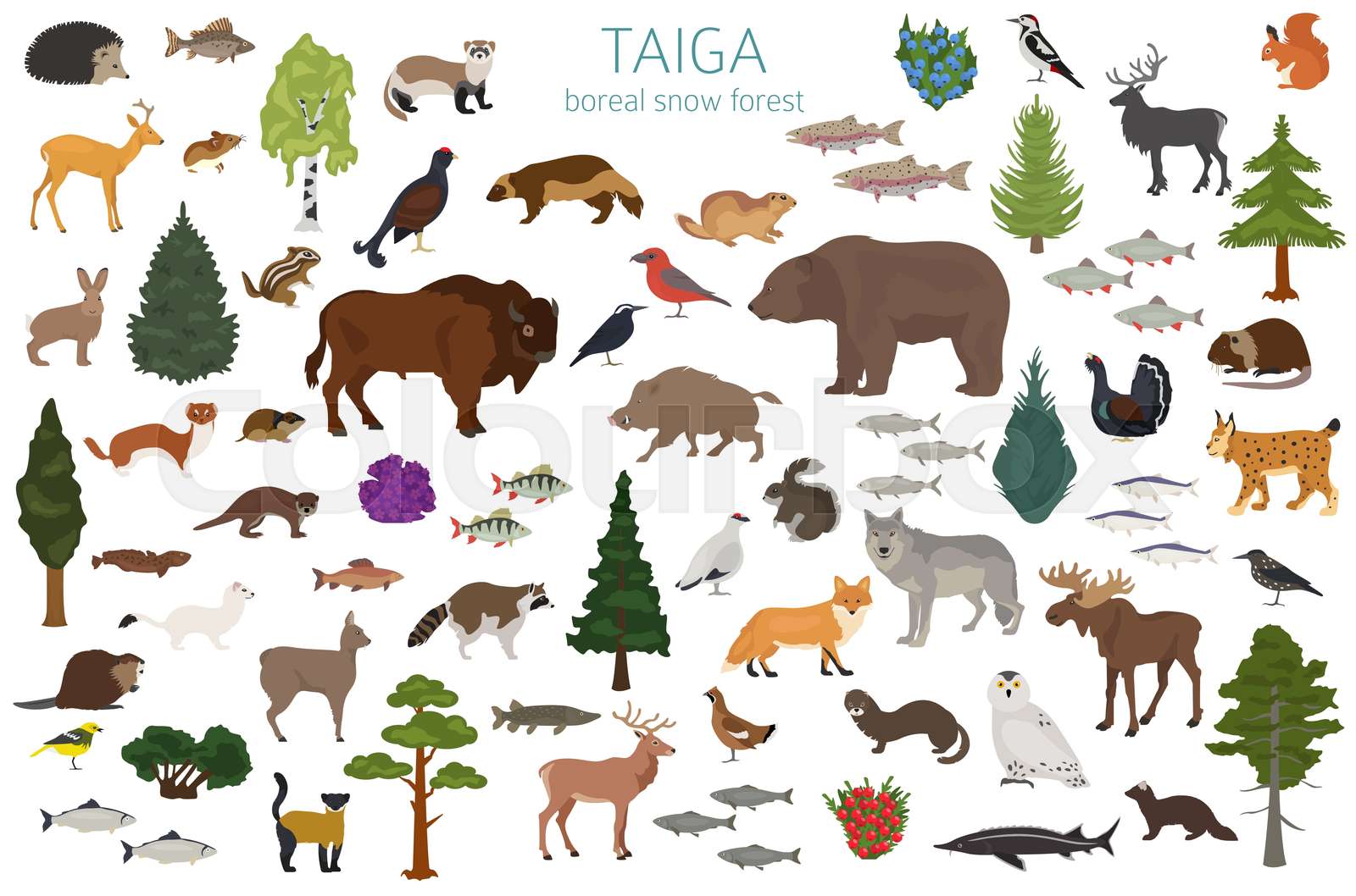 Taiga Biome Boreal Snow Forest Terrestrial Ecosystem World Map 