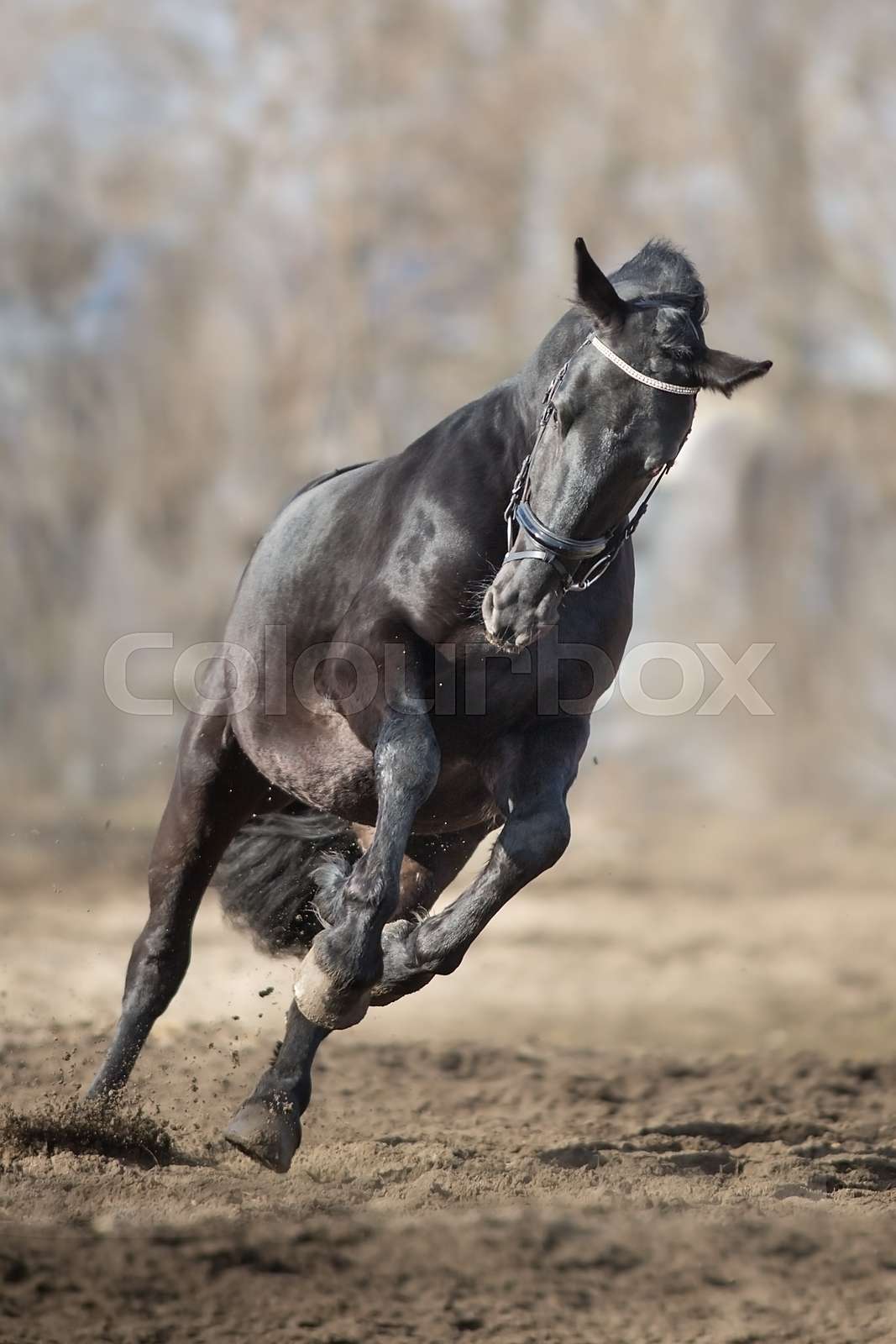 Black horse with long mane run Stock image Colourbox