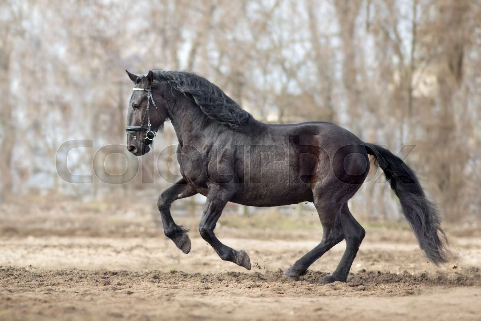 Black horse with long mane run Stock image Colourbox