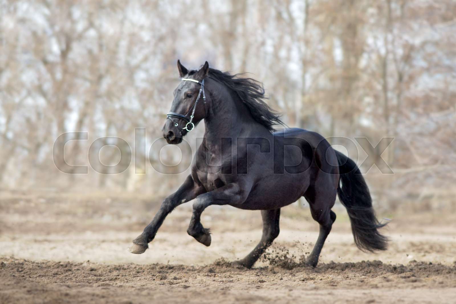 Black horse with long mane run Stock image Colourbox